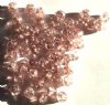 50 6mm Crackle Rose